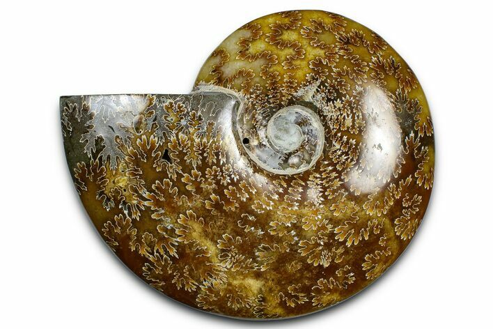 Polished Ammonite (Cleoniceras) Fossil - Madagascar #369611